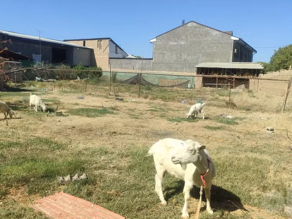 母山羊, Goats — 乌兹别克斯坦