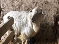 عنزة, الماعز — الصورة 4