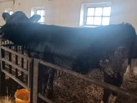Kuh, Aberdeen-Angus — Foto 8