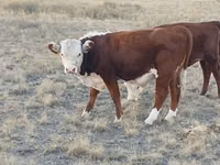 Bull, Kazakh White-headed cow — photo 3