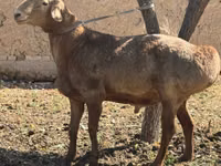 Widder, Arashan sheep — Foto 1