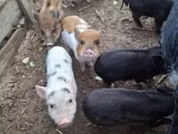 Schweine (Partie, Geschlecht nicht angegeben) — Foto 2