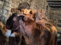 बकरा, Kamori goats — फ़ोटो 2