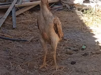 Chickens — Foto 1