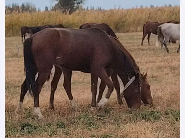 Stute, Kazakh horse — Kasachstan