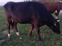 بقرة, Simmental cattle — الصورة 4