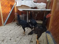Chickens — फ़ोटो 3