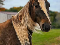 Caballo, Friesian — foto 5