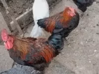 Marans — Foto 2