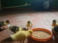 Ducks — Foto 4