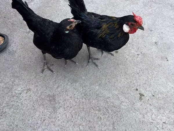 Chickens — Kirgisistan