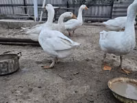 Geese — Foto 3