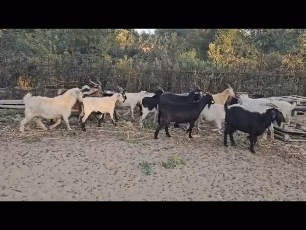 母山羊, Goats — 哈萨克斯坦