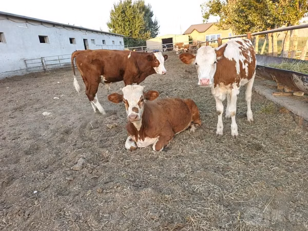 गाय, Simmental cattle