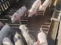 Schweine (Partie, Geschlecht nicht angegeben), Schweine — Foto 3