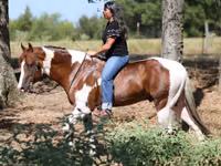 Aygʻir, American paint horse — 2-rasm