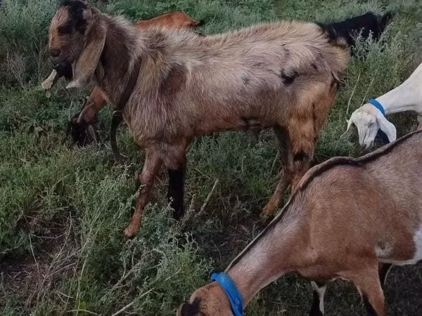 Cabro, Nubian Goat — Kazajistán