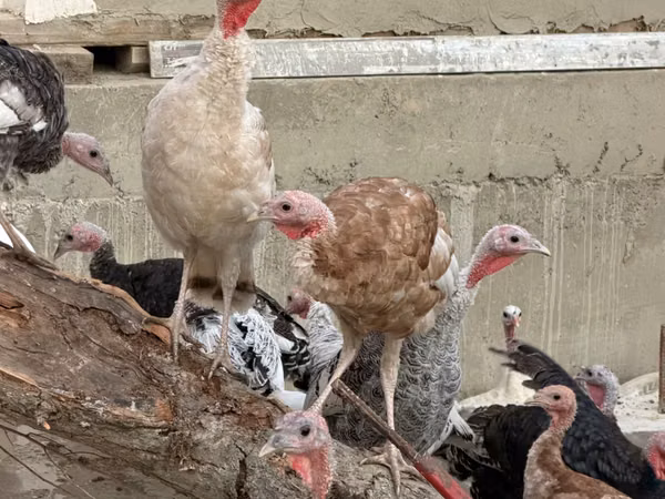 Turkeys