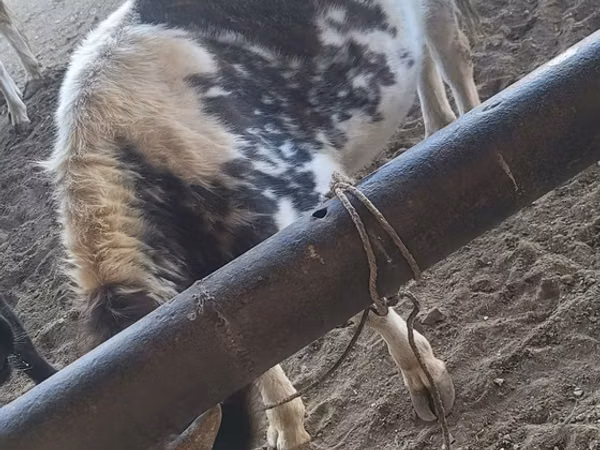 ثور, Russian Black pied cattle