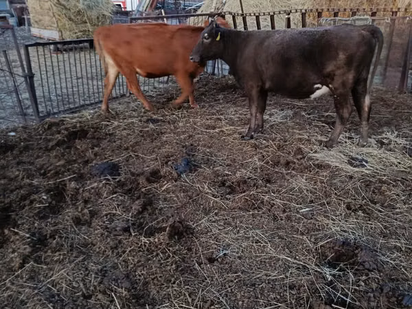 母牛, Cattle — 哈萨克斯坦
