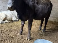 Kuh, Swiss cattle — Foto 4