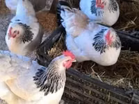 Chickens — Foto 4