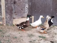 Ducks — Foto 3