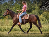 Yegua, Quarter Horse — foto 3