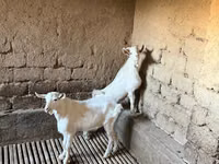 母山羊, Saanen goat — 照片 5