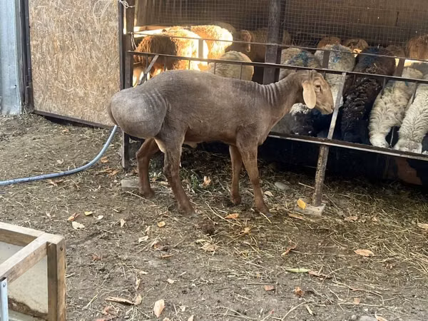 Schaf, Edilbay sheep
