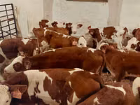 ثور, Simmental cattle — الصورة 3