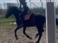 Caballo, Hungarian horse breed — foto 3
