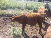 Bull, Cattle — photo 1