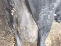 Kuh, Latvian Blue cattle — Foto 2