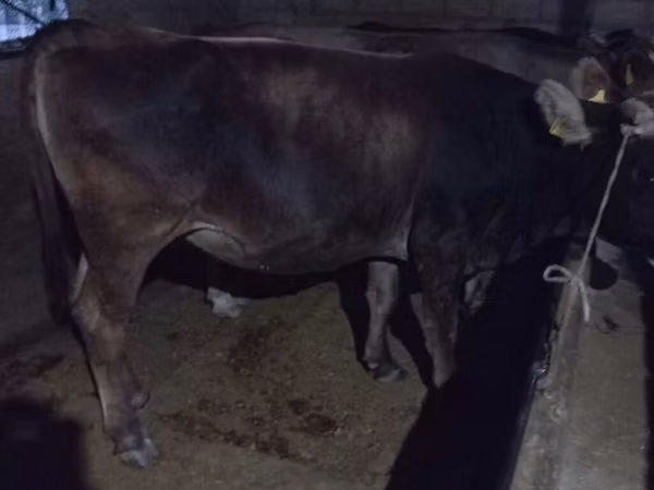 母牛, Cattle — 吉尔吉斯斯坦