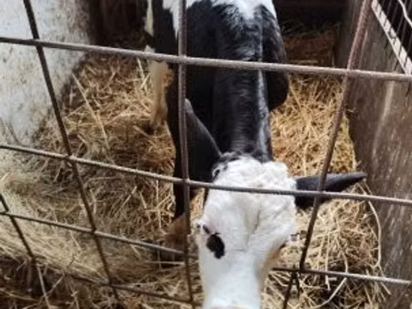 Bulle, Simmental cattle