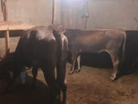 Bull, Cattle — photo 2