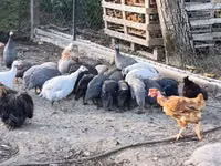 Guinea fowl — الصورة 6
