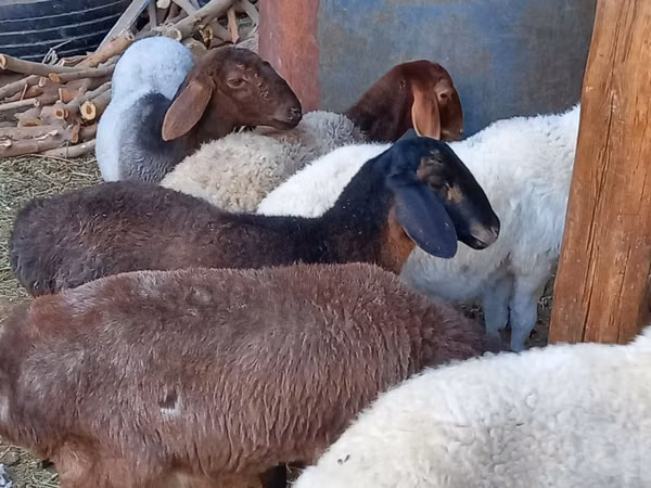 Sheep (batch, sex not specified), Sheep