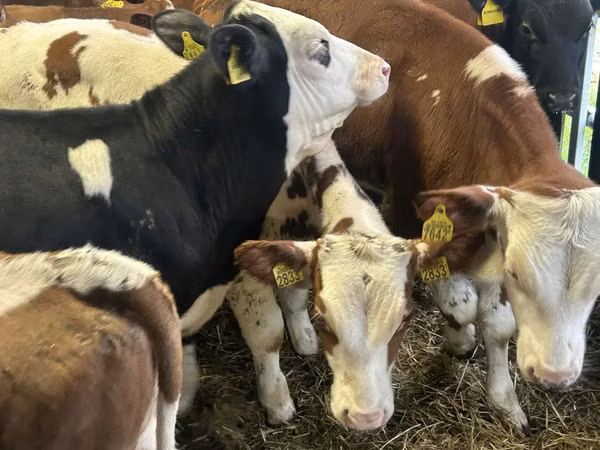 Rinder (Partie, Geschlecht nicht angegeben), Simmental cattle