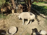 Widder, Blackheaded Persian sheep — Foto 5