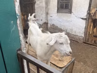 تيس, Saanen goat — الصورة 4