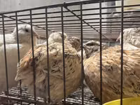 Quails — Foto 1