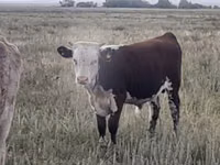 Qoramol (partiya, jinsi ko‘rsatilmagan), Simmental cattle — 6-rasm