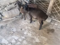 كبش, Rhon sheep — الصورة 2