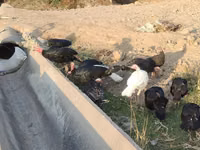 Turkeys — 1-rasm