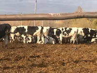 गाय, गोलस्टीन नस्ल — फ़ोटो 1