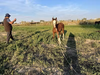 Stute, Kyrgyz Horse — Foto 5