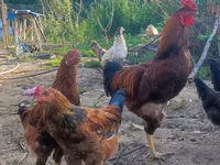 Chickens — الصورة 2