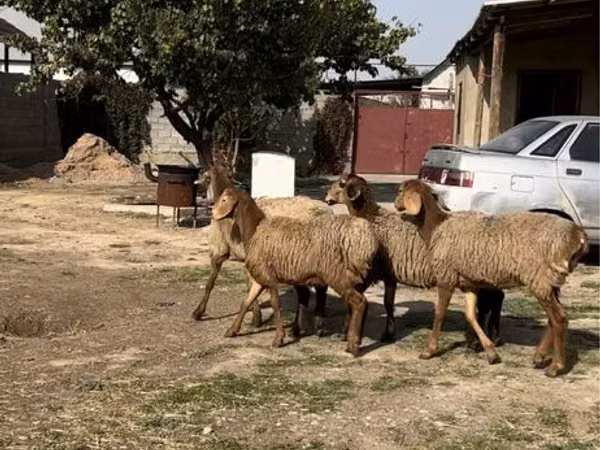 Ram, Sheep